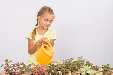 Image showing Six year old girl caring for potted flowers