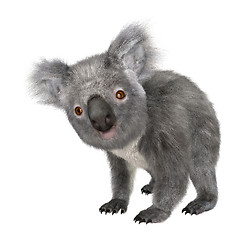 Image showing Koala