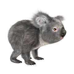 Image showing Koala