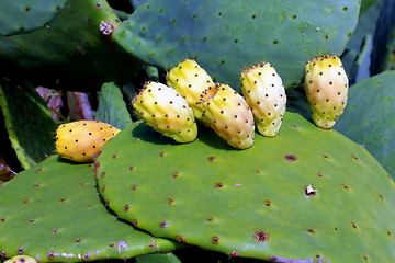 Image showing Cactus Fruit. Opuntia ficus indica.