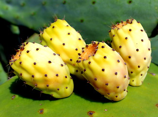 Image showing Cactus Pear. Opuntia ficus indica.