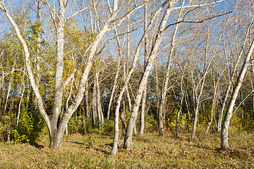 Image showing autumn