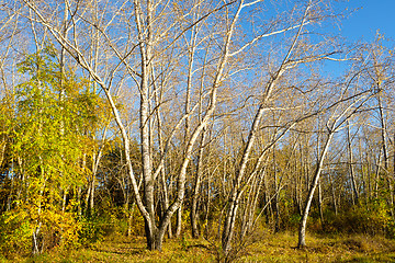 Image showing autumn