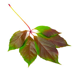 Image showing Multicolor virginia creeper leaf (Parthenocissus quinquefolia fo
