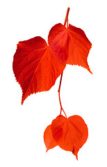 Image showing Red linden-tree leafs