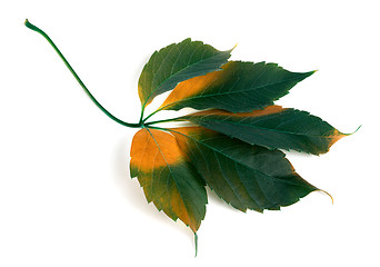 Image showing Multicolor grapes leaf (Parthenocissus quinquefolia foliage)