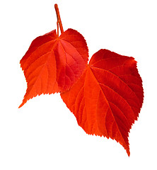 Image showing Red linden-tree leafs on white background