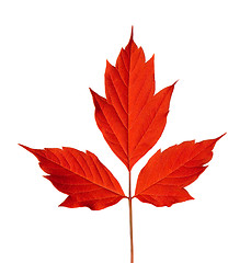 Image showing Red acer negundo leaf
