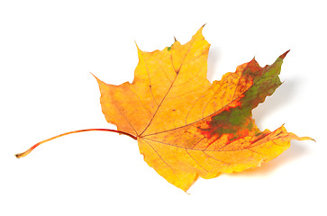 Image showing Multicolor autumn maple-leaf