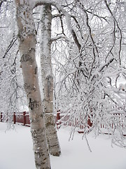 Image showing Birch trees in snow