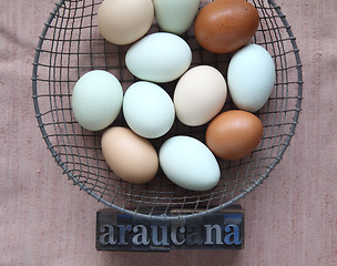Image showing naturally colored eggs of Araucana hens