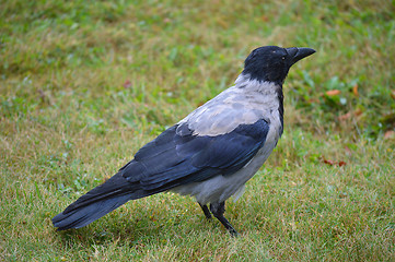 Image showing Crow