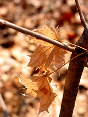 Image showing Brown winter