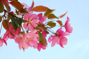 Image showing Apple blossom