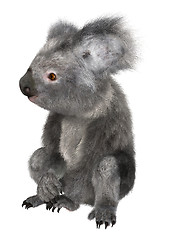 Image showing Koala