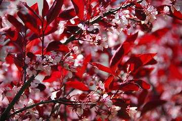 Image showing Bloomig cherry tree