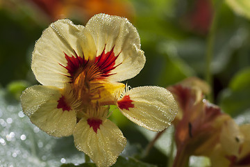 Image showing indian cress with small droplets