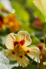 Image showing indian cress