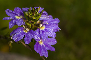 Image showing blue flower with droplets