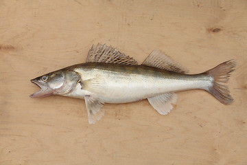 Image showing  walleye with open mouth