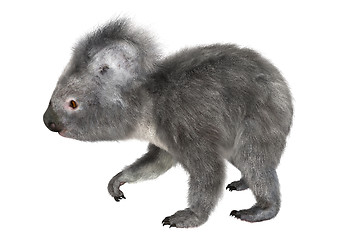 Image showing Koala