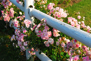 Image showing Pink roses fence