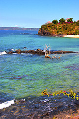 Image showing andilana beach seaweed in indian ocean madagascar  