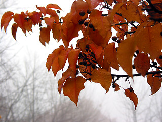 Image showing Foggy fall