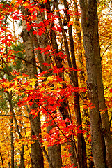Image showing Fall forest background