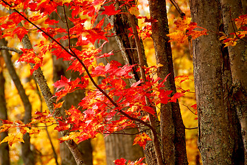 Image showing Fall forest background