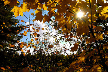 Image showing Autumn sun