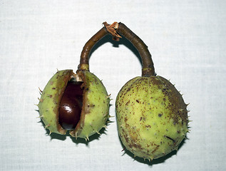 Image showing conker