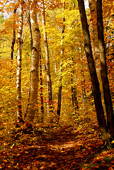 Image showing Fall forest