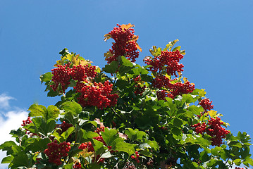 Image showing viburnum berries