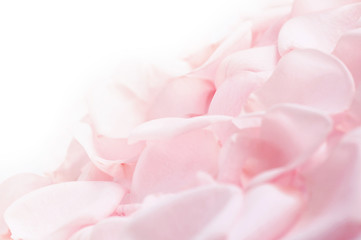 Image showing Pink rose petals