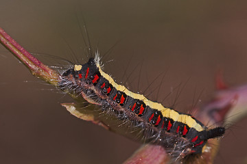 Image showing caterpillar