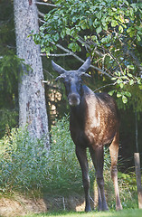 Image showing young moose bull
