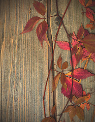 Image showing herbarium. autumn still life