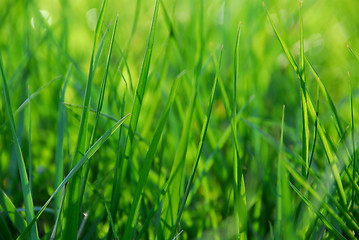 Image showing Green grass