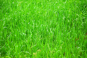 Image showing Green grass