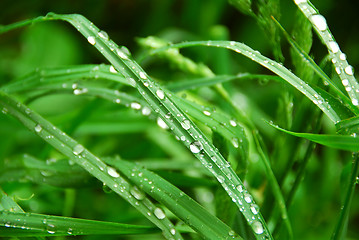 Image showing Green grass