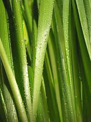 Image showing Green grass macro