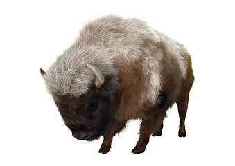 Image showing American Bison