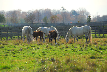 Image showing Horses