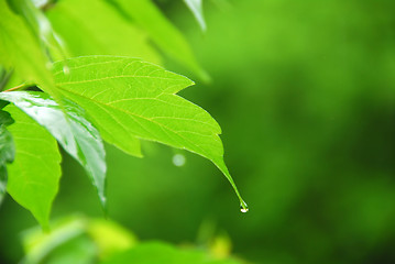 Image showing Green leaf rain