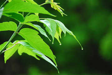 Image showing Green leaf rain