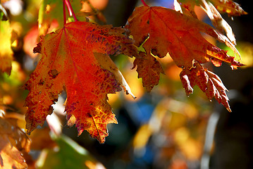 Image showing Fall maple leaves