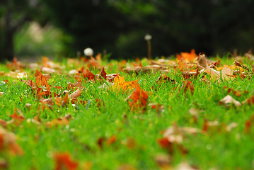 Image showing Leaves in grass