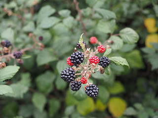 Image showing Blackberry fruits