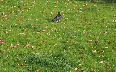 Image showing Black crow bird